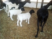 /album/plantel-po/o-trio-jpg/